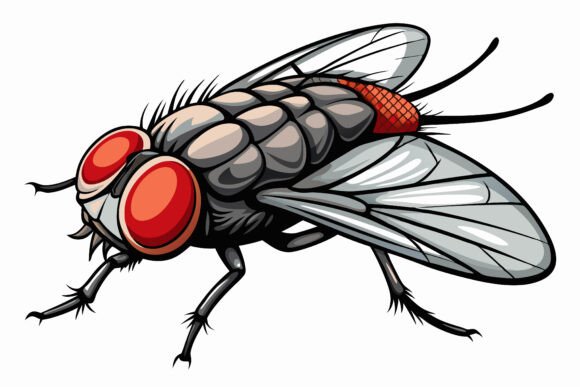 The House Flies Fly Wild Animal Illustration Collection: An Evaluation