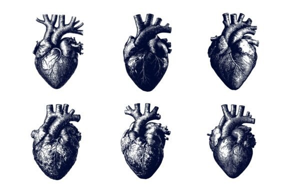 The Human Heart: Understanding Its Role and Our Connection to It